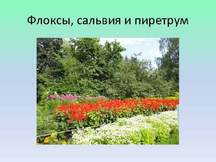 Флоксы, сальвия и пиретрум 