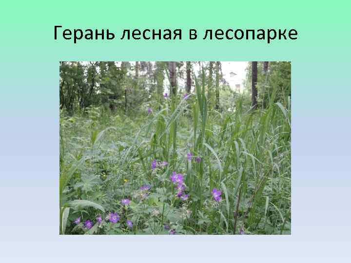 Герань лесная в лесопарке 