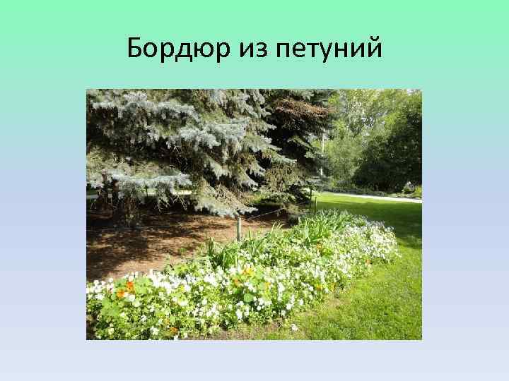 Бордюр из петуний 