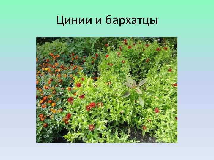 Цинии и бархатцы 