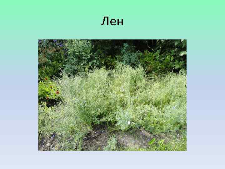 Лен 