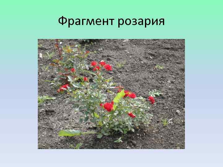 Фрагмент розария 