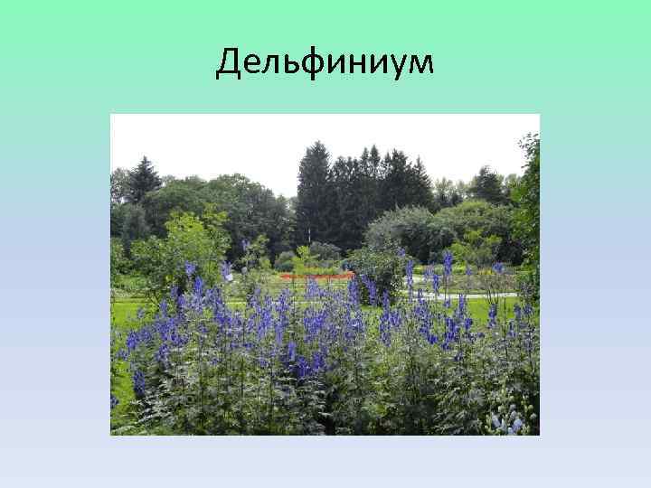 Дельфиниум 