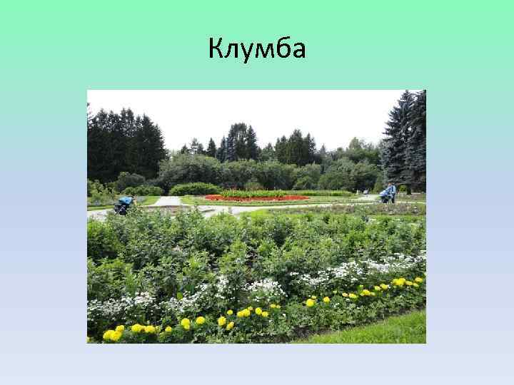 Клумба 