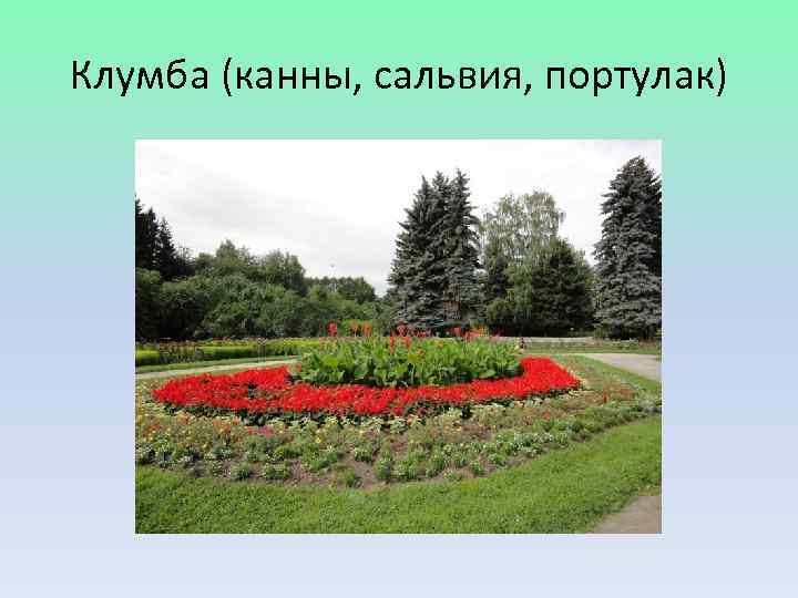 Клумба (канны, сальвия, портулак) 