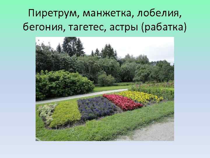  Пиретрум, манжетка, лобелия, бегония, тагетес, астры (рабатка) 