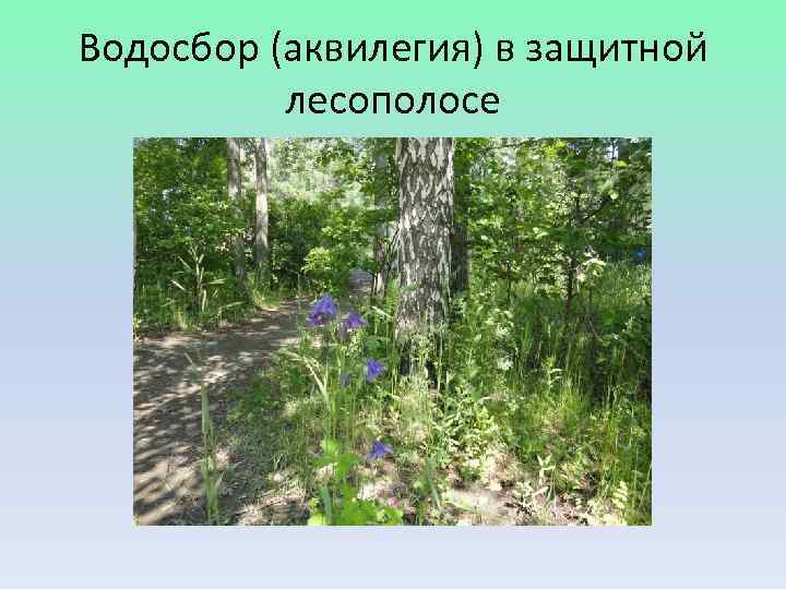 Водосбор (аквилегия) в защитной  лесополосе 