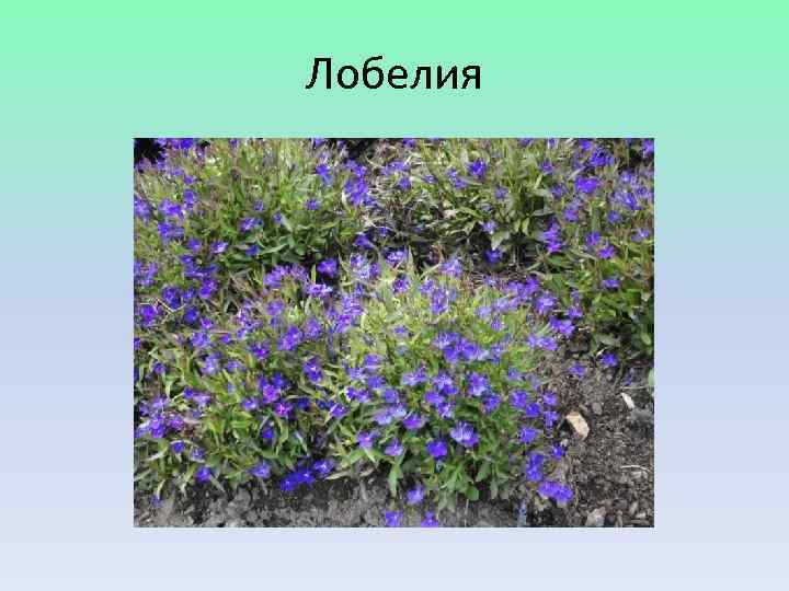 Лобелия 