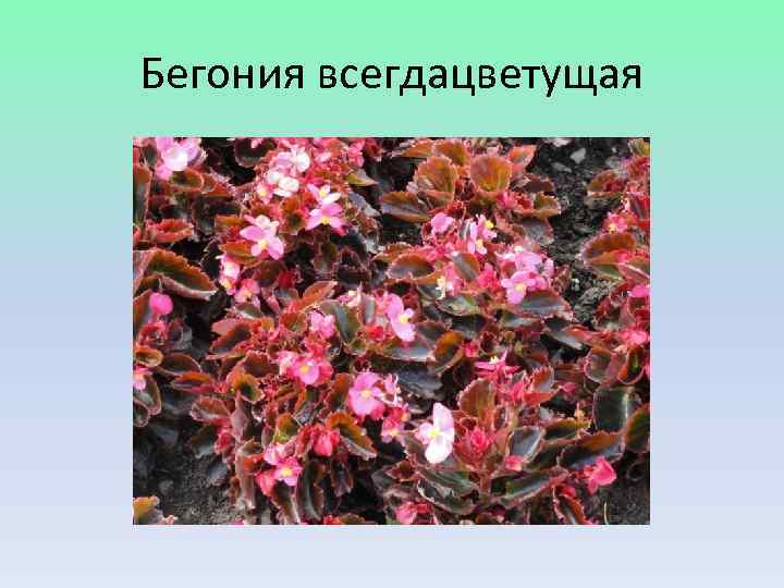 Бегония всегдацветущая 