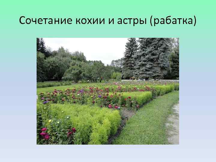 Сочетание кохии и астры (рабатка) 