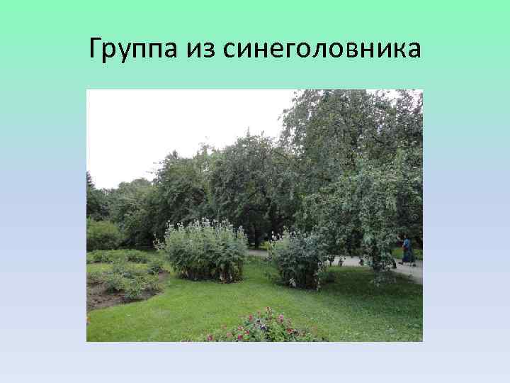 Группа из синеголовника 