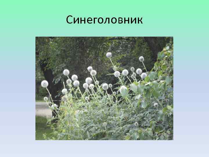Синеголовник 