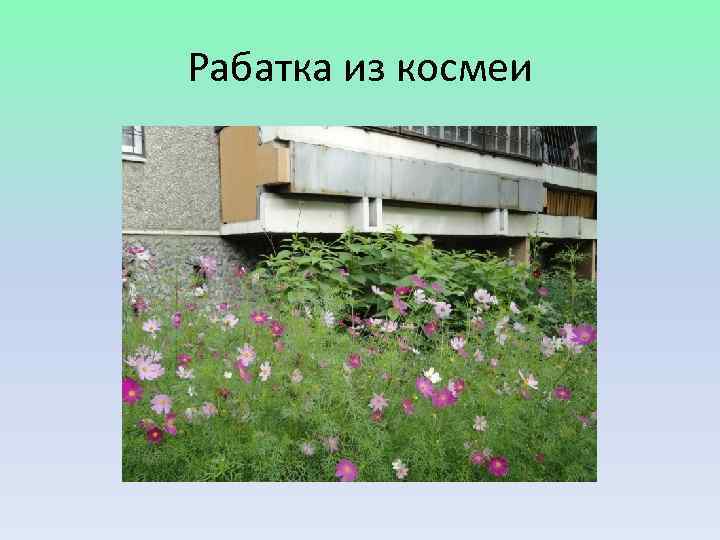 Рабатка из космеи 