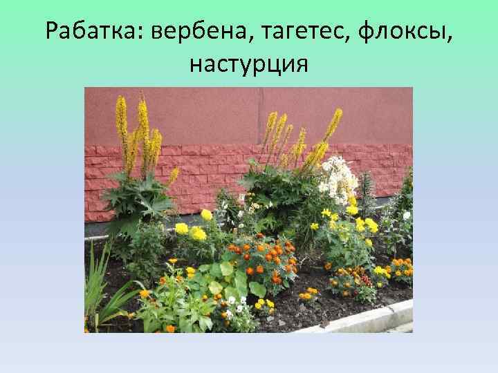 Рабатка: вербена, тагетес, флоксы,   настурция 