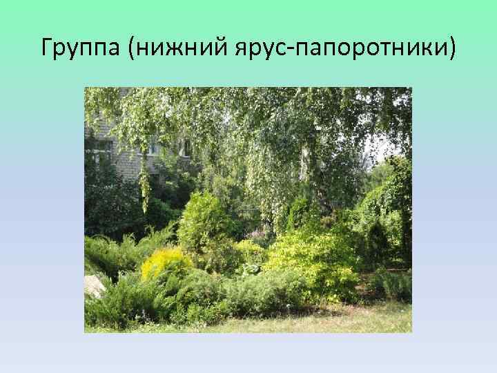 Группа (нижний ярус-папоротники) 