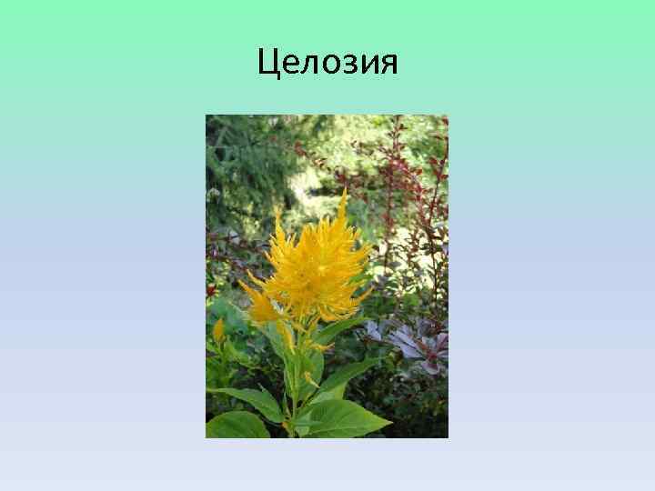 Целозия 