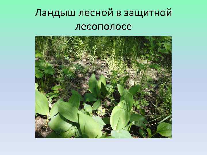 Ландыш лесной в защитной  лесополосе 