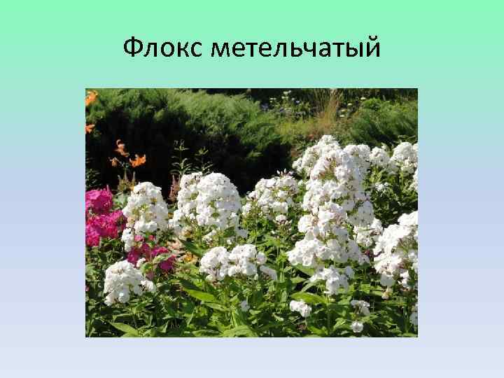 Флокс метельчатый 