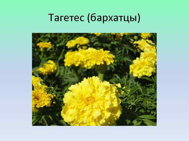 Тагетес (бархатцы) 