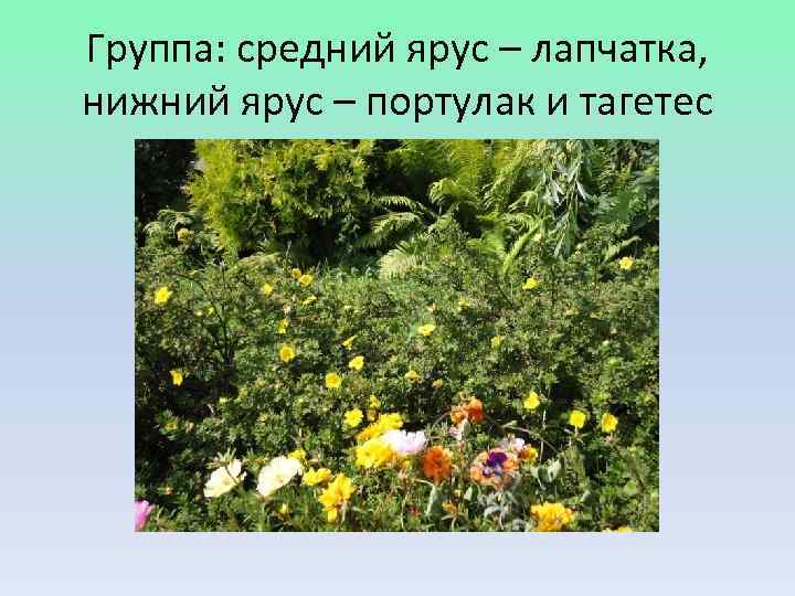 Группа: средний ярус – лапчатка, нижний ярус – портулак и тагетес 