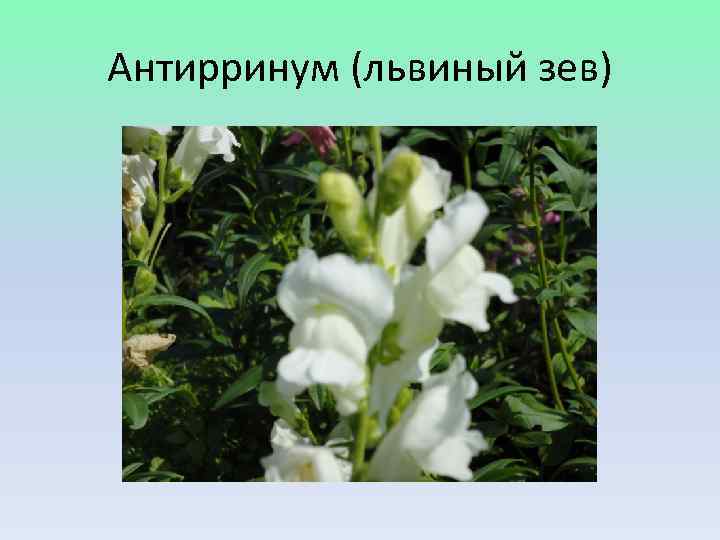 Антирринум (львиный зев) 