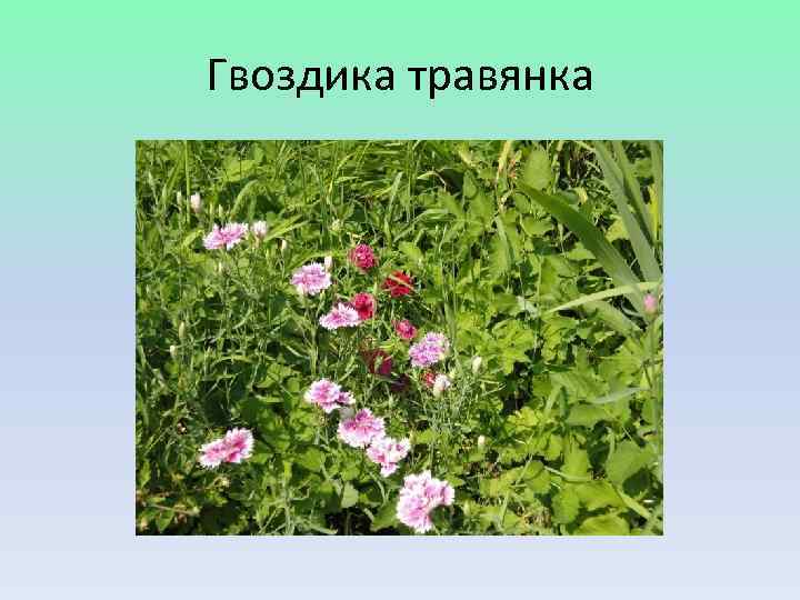 Гвоздика травянка 