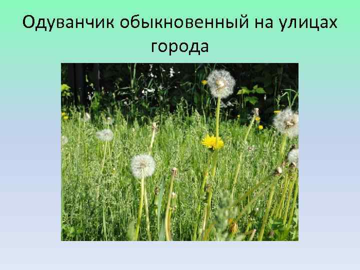 Одуванчик обыкновенный на улицах   города 