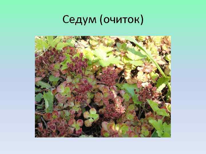 Седум (очиток) 