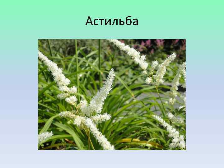 Астильба 