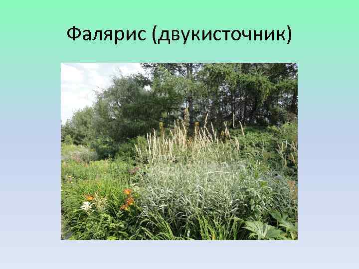 Фалярис (двукисточник) 