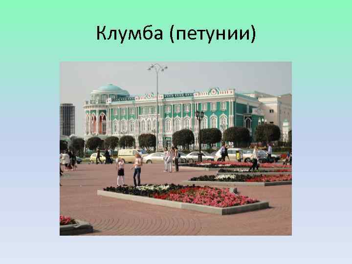 Клумба (петунии) 