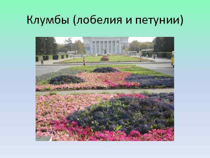 Клумбы (лобелия и петунии) 