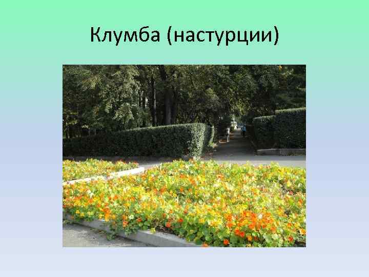 Клумба (настурции) 