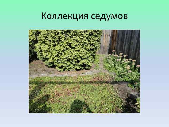 Коллекция седумов 