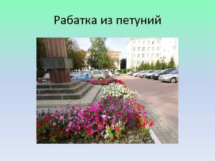 Рабатка из петуний 