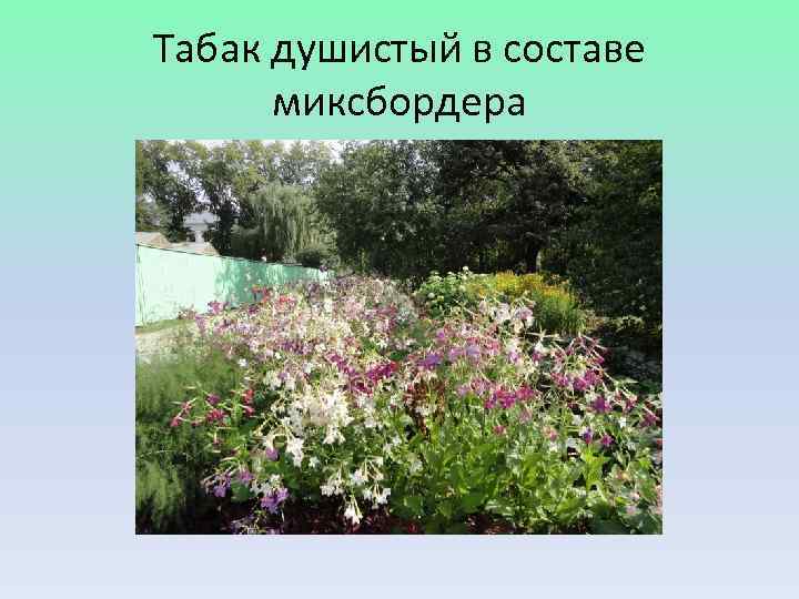 Табак душистый в составе  миксбордера 