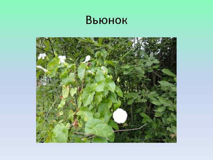 Вьюнок 