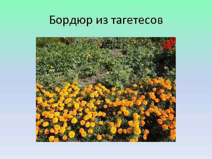 Бордюр из тагетесов 