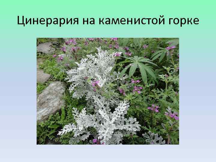 Цинерария на каменистой горке 