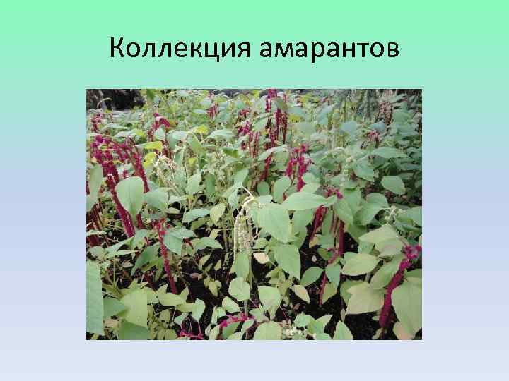 Коллекция амарантов 