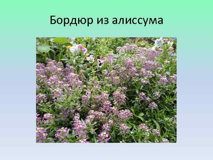 Бордюр из алиссума 