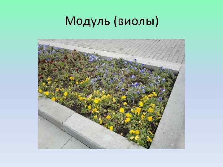 Модуль (виолы) 