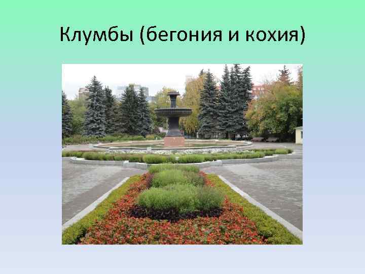 Клумбы (бегония и кохия) 