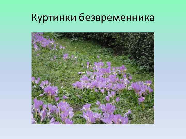 Куртинки безвременника 
