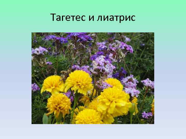 Тагетес и лиатрис 