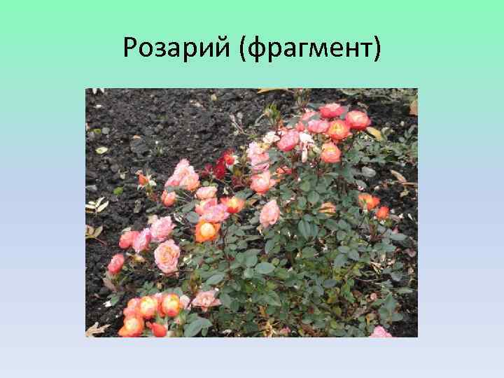 Розарий (фрагмент) 