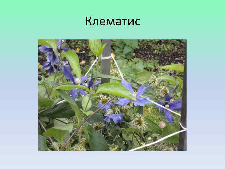 Клематис 