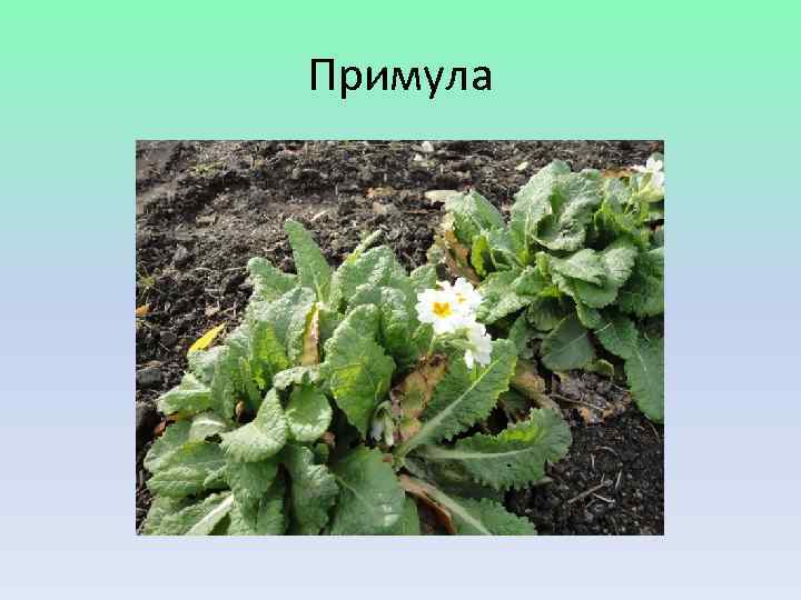Примула 