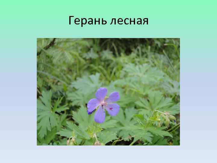 Герань лесная 