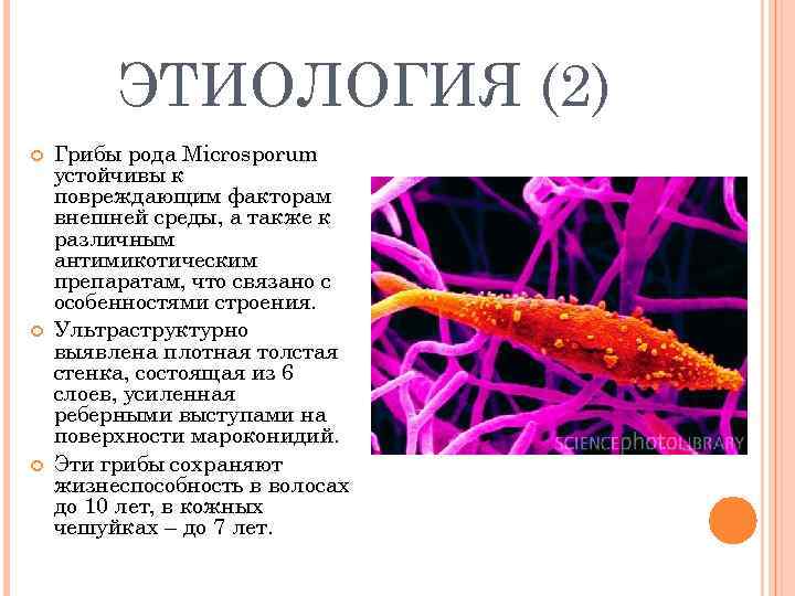    ЭТИОЛОГИЯ (2) Грибы рода Microsporum устойчивы к повреждающим факторам внешней среды,